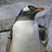 gentoopenguin21