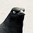 goliath_birder goliath_birder