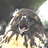 goofy_hawk