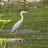 greatblueheron