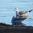 gull-birder