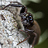 househopper_sr