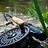 kokafishin