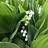 lily-of-the-valley