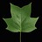 lindsiodendron