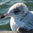 little_blue_heron