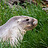 mesoplodon mesoplodon