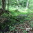 michiganherpotology11