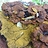mycofreak
