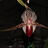 neontetraploid