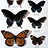 papilio-nikonis