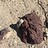 phrynosoma20