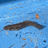 pikecountyzoology