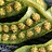 plantoine