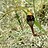 prairie_rambler