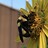 prairiebeeman
