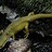 radbackedsalamander