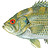 riverrambler