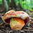 rubroboletus