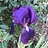 samantha_knight