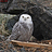 snowyowl13