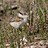 sooty-2000-falcon sooty-2000-falcon