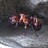 tennessee_ants