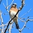 tgbirdnerd