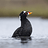 whistlingduck