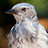 wsjaybird