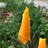 yummysunflower