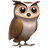 owl