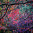 Serene_OP_Genuine_X