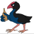 Taubin