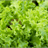 crisplettuce