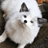 FurriousFox