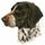 1Birddog