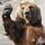 Bearyum