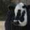 BessieTheCow
