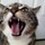 catstorm