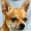 Chiahuahua