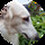 Elizzie