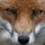 foxx66
