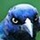grackl