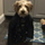 harrydog