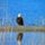 Imae