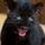 PANTHERDOG