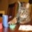 Pokercat41