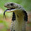 snakey1234