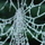 Spiders-Web